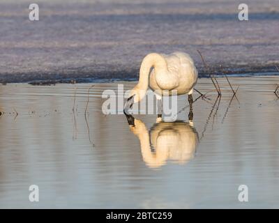 L'eau potable de Cygne trompettiste en Alaska Banque D'Images