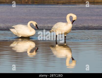 Paire de cygnes trompettes en Alaska Banque D'Images