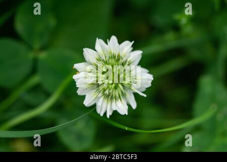 Fleurs de trèfle blanc en fleur au printemps Banque D'Images