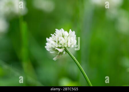 Fleurs de trèfle blanc en fleur au printemps Banque D'Images