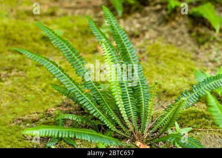 Deer Fern à Bellevue, Washington, États-Unis. La fougères de cerf ressemble vaguement à l'espadon , du moins en merde de de croissance, mais les tracts sont attachés au lée Banque D'Images