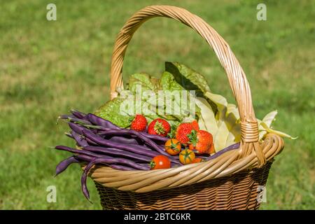 Panier de produits fraîchement récoltés (haricots blancs à dosettes Violet, haricots blancs Golden Gate, fraises, laitue Continuity et tomates cerises Sungold) Banque D'Images