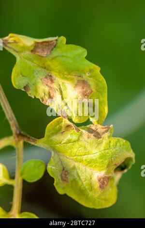 Plante de tomate de cerise dorée avec brûlure tardive (Phytophthora infestans) en Issaquah, Washington, États-Unis. Les lésions sur les feuilles apparaissent comme un grand wat Banque D'Images