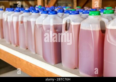 Bouteilles de cidre fraîchement préparé sur une étagère, près de Hood River, Oregon, États-Unis. Ce cidre est fait à partir d'une combinaison de pommes, de raisins et de poires. Extra-hea Banque D'Images