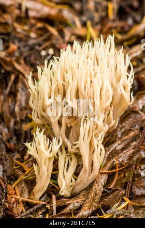 Les champignons de corail à crête (Clavulina cristata) sont des champignons comestibles de corail que l'on trouve en automne dans les conifères du Nord-Ouest du Pacifique. Il est considéré comme excelle Banque D'Images