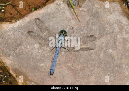 Erythemis simplicicollis Pondhawk, Orientale, homme Banque D'Images