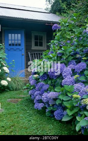 Hortensias bleus menant à la porte bleue du jardin Banque D'Images