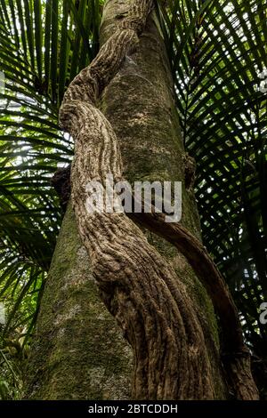 Northern Rata Metrosideros robusta, croissant autour d'un tronc d'arbre plus grand, chaîne de Hakarimata, Nouvelle-Zélande, novembre 2019 Banque D'Images