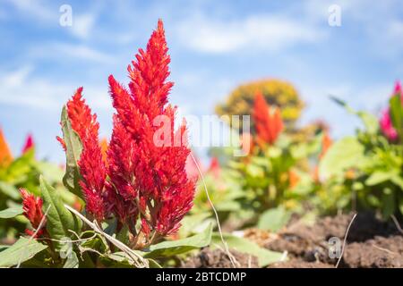 Fleur de Cockscomb rouge ou Celosia argentea et feuilles vertes dans le jardin sur fond ciel bleu sur le cadre gauche Banque D'Images