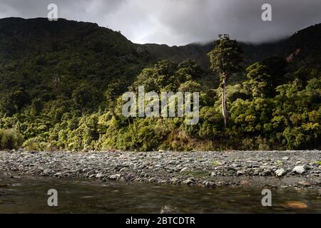 Le nord du Metrosideros robusta, sort de la canopée sur une rive, parc forestier de Remutaka, Nouvelle-Zélande, septembre 2019 Banque D'Images