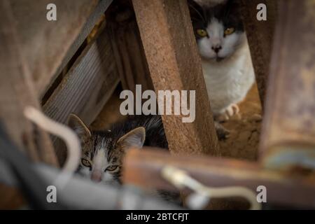Le chaton féral regarde prudemment de l'intérieur d'une pile de junk, avec sa mère en arrière-plan. Banque D'Images
