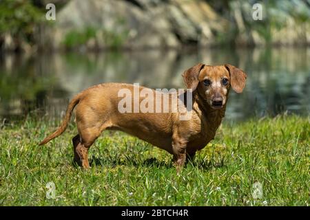 Photos d'un petit chien à l'extérieur, à la course et à l'arrêt Banque D'Images