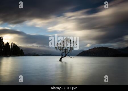 Que Wanaka arbre avec un sunbeam le frapper, Wanaka, Nouvelle-Zélande, mars 2020 Banque D'Images