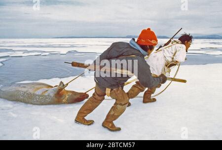 7/8/1974 - chasseurs de phoques esquimaux avec un phoque 'oogruk' ou barbu, sur des flotteurs de glace de Kotzebue Sound Banque D'Images