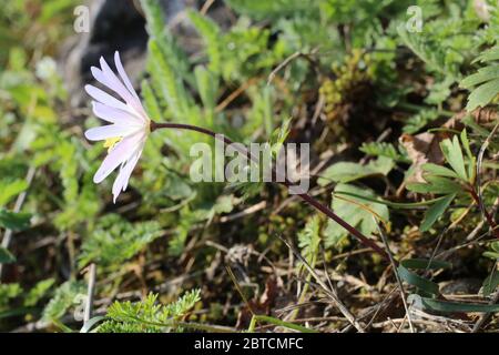 Anemone apennina subsp. Blanda, bois bleu Anemone. Plante sauvage au printemps. Banque D'Images