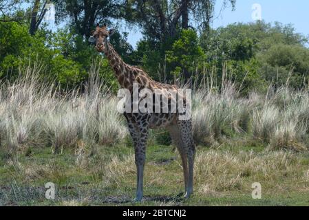 Girafe en saison sèche dans le delta de l'Okavango, Botswana Banque D'Images