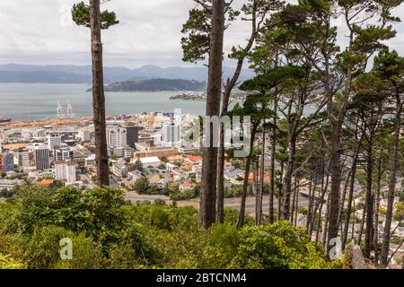 Nature et Wellington, Nouvelle-Zélande, février 2020 Banque D'Images