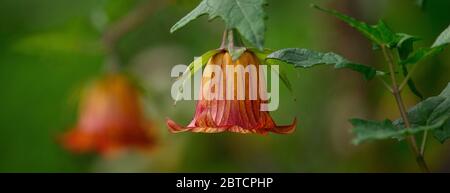 Bicacacacaro fleur, belle plante sauvage endémique des îles Canaries, Canarina canariensis Banque D'Images