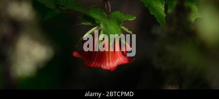 Belle fleur de Bicacacaro, plante endémique des îles Canaries, Canarina canariensis Banque D'Images