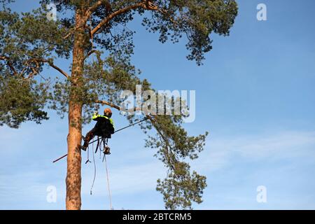 Arboriste travaillant dans un grand pin, Vingåker, Södermanland Banque D'Images