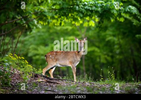 Cerf sur un chemin forestier à l'aube. Animal sur la lande habitat naturel en été Banque D'Images