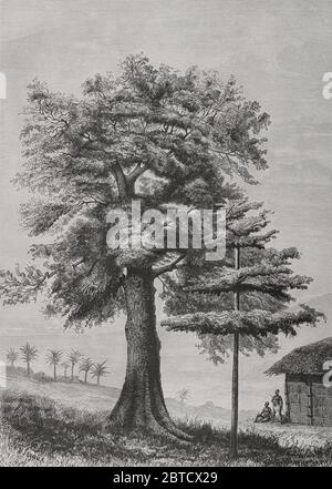 Historia de África. SIGLO XIX Bombax (Eriodendron anfractuosum). Grabado. El Congo y la Creación del Estado Independiente de este nombre. Historia de los Trabajos y Exploraciones Verificados, por Enrique M. Stanley. Editada en Barcelona, hacia 1890. Espagne. Banque D'Images