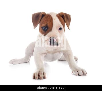 Chiot bouledogue américain in front of white background Banque D'Images