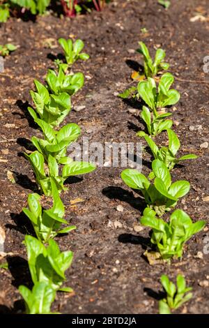 Petite laitue Gem plants poussant dans un potager parcelle dans un jardin de cottage anglais Banque D'Images