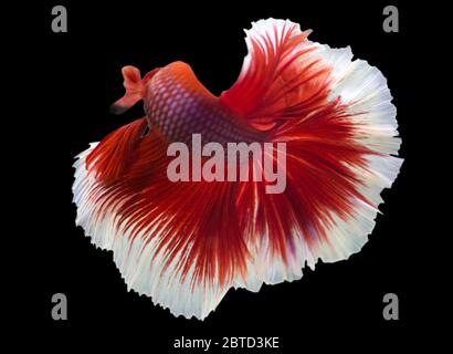 Betta Red Rose queue Halfmoon HM mâle ou Plakat luttant les splendens de poissons sur fond noir. Banque D'Images