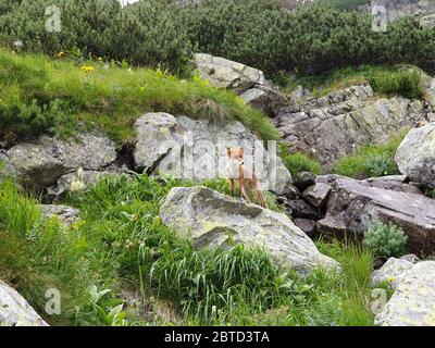 Renard sur de grands rochers dans les montagnes Banque D'Images