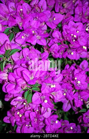 Jolie plante de Bougainvillea en pleine floraison, Espagne, Europe Banque D'Images