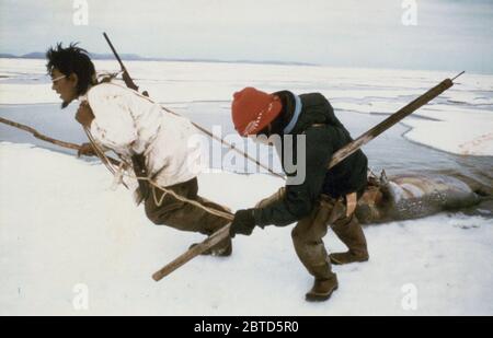 7/8/1974 chasseurs esquimaux faisant glisser un 'oogruk» ou un phoque barbu sur la glace de l'océan près de pack Point d'étanchéité Banque D'Images