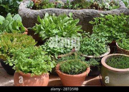 Alle Kuechenkrauter werden in der Frankfurter Gruenen Sosse verwendet. Toutes les herbes de cuisine sont utilisées dans la sauce verte de Francfort. Banque D'Images