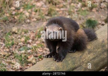 Wolverine en Finlande Banque D'Images