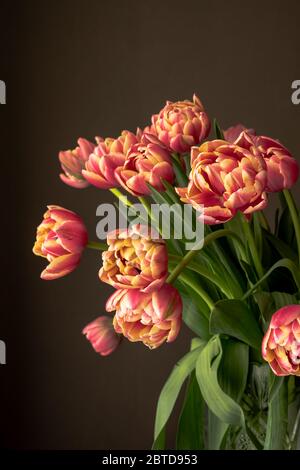 Tulipes de perroquet rouge et jaune sur fond gris Banque D'Images