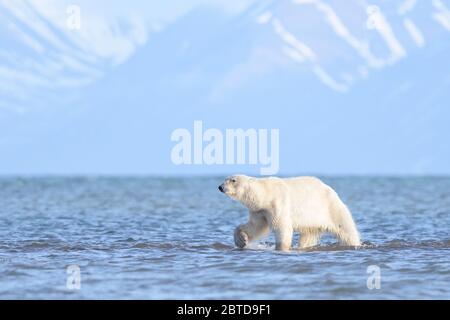 Un ours polaire marchant à Spitzbergen Banque D'Images