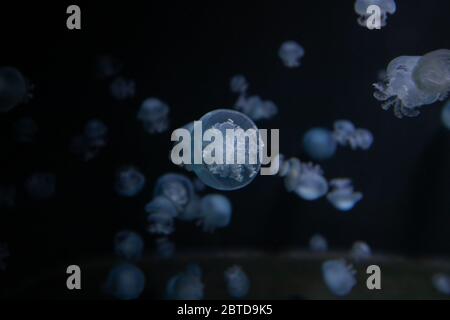 Petits méduses dans un aquarium marin Banque D'Images