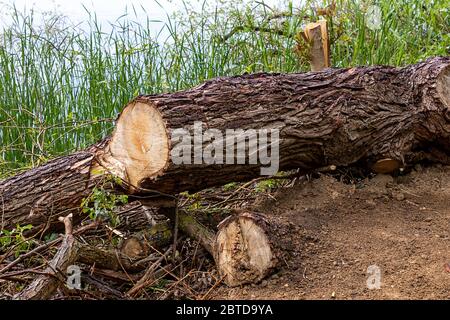 Abattage de l'arbre près de l'étang Banque D'Images