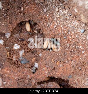 Fourmis de jardin noir, Lasius niger vivant sous l'aptio, ici avec des cocons et des larves de nouveaux reines, avant le jour des Ants volants. Photo Royaume-Uni Mai. Banque D'Images