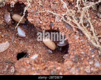 Fourmis de jardin noir, Lasius niger vivant sous le patio, ici avec des cocons et des larves de nouveaux reines, avant le jour des Ants volants. Photo Royaume-Uni Mai. Banque D'Images