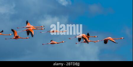 Flamants roses (Phoenicopterus) volant au-dessus du ciel bleu dans la bio-réserve de Rio Lagartos Banque D'Images