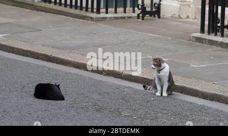 13 juin 2017. Larry The Downing Street Cat et Palmerston s'approchent difficilement l'un de l'autre à l'extérieur du 10 Downing Street, Londres, Royaume-Uni Banque D'Images