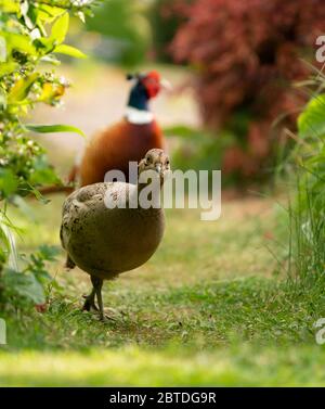 Une paire de Pheasants (Phasianus colchicus), Warwickshire Banque D'Images