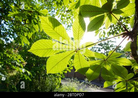 Feuilles et feuillage de l'arbre de châtaignier de cheval Banque D'Images