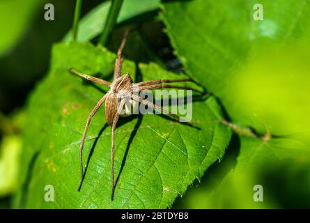 Pisaura mirabilis, avec le cocon de ses oeufs. Banque D'Images