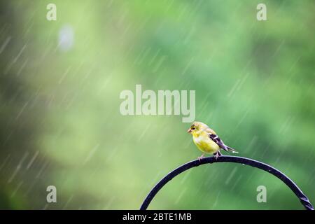 American Goldfinch, Spinus tristis, assis sur un crochet de berger au milieu d'une pluie printanière. Banque D'Images