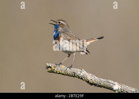 Bluethroat à pois blancs (Luscinia svecica cyanula), chantant un mâle sur une branche, vue latérale, Allemagne, Bavière, Erdinger Moos Banque D'Images