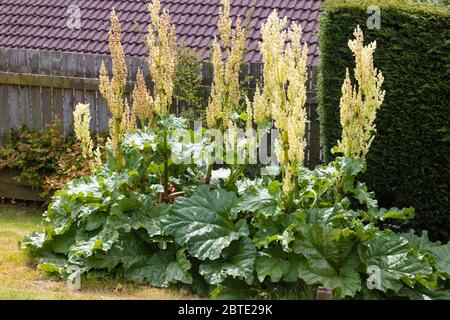 Une plante de rhubarbe qui s'enboulette (va semer) dans un jardin écossais. Banque D'Images