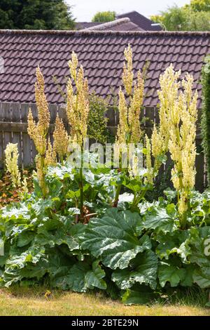 Une plante de rhubarbe qui s'enboulette (va semer) dans un jardin écossais. Banque D'Images