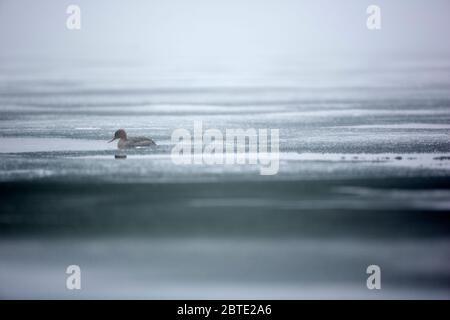 Merganser à poitrine rouge (Mergus serrator), nage sur une étendue d'eau glaciale, Finlande, Kilpisjarvi Banque D'Images